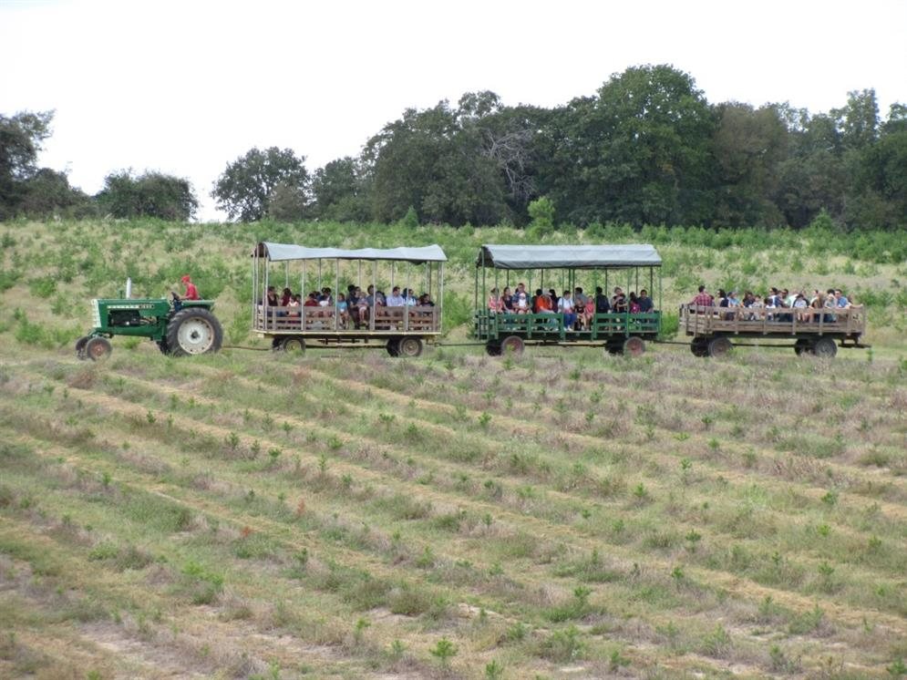 elgin christmas tree farm pumpkin festival texas haunted elgin christmas tree farm pumpkin festival texas haunted