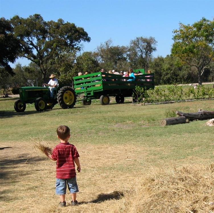 silo christmas tree farm pumpkin patch texas haunted houses silo christmas tree farm pumpkin patch texas haunted houses